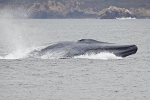 Blue Whale photo by Cheesemans’ Ecology Safaris