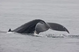 Humpback Whale photo by Cheesemans’ Ecology Safaris