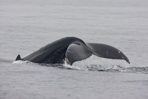 Humpback Whale photo by Cheesemans’ Ecology Safaris