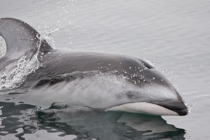 Pacific White-sided Dolphin photo by Cheesemans’ Ecology Safaris