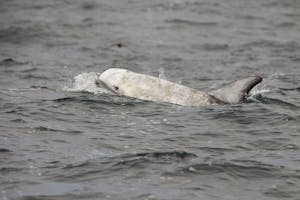 Risso Dolphin photo by Cheesemans’ Ecology Safaris