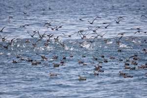 Sooty Shearwater flock photo by Cheesemans’ Ecology Safaris