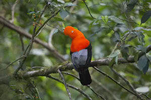 Andean Cock-of-the-rock photo by Cheesemans’ Ecology Safaris