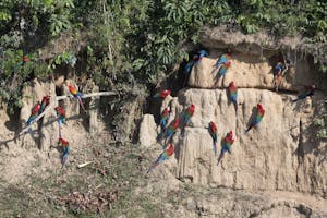 Macaw clay lick with Red-and-green and Scarlet Macaws photo by Cheesemans’ Ecology Safaris