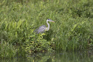 Cocoi Heron photo by Cheesemans’ Ecology Safaris
