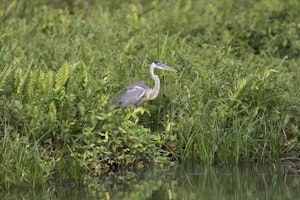 Cocoi Heron photo by Cheesemans’ Ecology Safaris