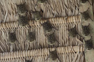 Long-nosed Bats photo by Cheesemans’ Ecology Safaris