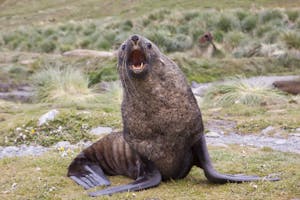 Antarctic Fur Seal on South Gerogia Island photo by Cheesemans’ Ecology Safaris
