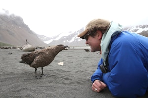 Curious Brown Skua approaches Hugh Rose photo by Cheesemans’ Ecology Safaris