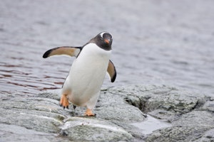 Gentoo Penguin photo by Cheesemans’ Ecology Safaris