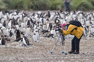 Photographing Gentoo Penguins photo by Cheesemans’ Ecology Safaris