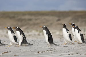 Gentoo Penguins photo by Cheesemans’ Ecology Safaris