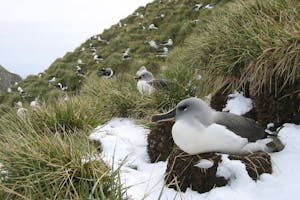 Gray-headed Albatross photo by Cheesemans’ Ecology Safaris