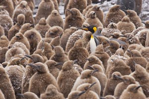 King Penguins, adult and chicks photo by Cheesemans’ Ecology Safaris