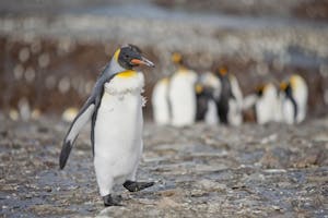 King Penguin molting photo by Cheesemans’ Ecology Safaris