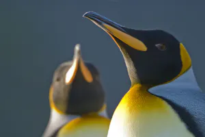 King Penguins photo by Cheesemans’ Ecology Safaris