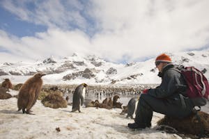Curious King Penguins photo by Cheesemans’ Ecology Safaris