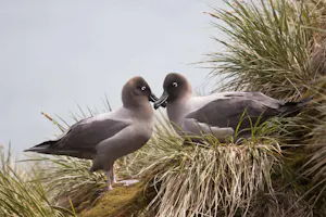 Light-mantled Sooty Albatross photo by Cheesemans’ Ecology Safaris