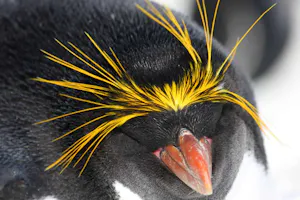 Macaroni Penguin photo by Debbie Thompson