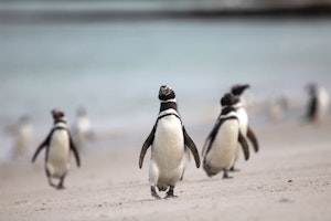 Magellanic Penguins photo by Cheesemans’ Ecology Safaris