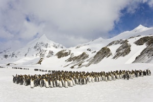 South Georgia Island - Right Whale Bay, King Penguins © Hugh Rose