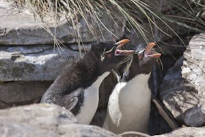 Rockhopper Penguin on Falkland Islands photo by Cheesemans’ Ecology Safaris
