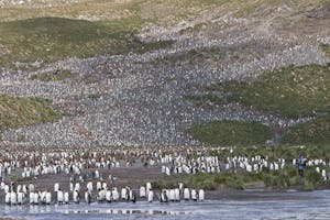 Salisbury Plain on South Georgia Island photo by Cheesemans’ Ecology Safaris