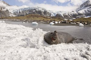 Southern Elephant Seal photo by Cheesemans’ Ecology Safaris