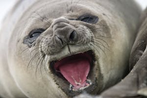Southern Elephant Seal photo by Cheesemans’ Ecology Safaris