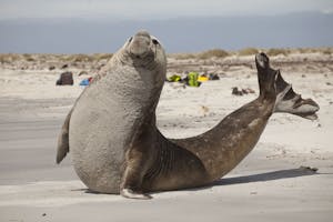 Southern Elephant Seal photo by Cheesemans’ Ecology Safaris