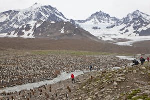 St. Andrews Bay, South Georgia Island photo by Cheesemans’ Ecology Safaris