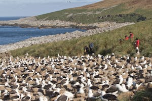 Black-browed Albatross at Steeple Jason, Falkland Islands, photo by Cheesemans’ Ecology Safaris