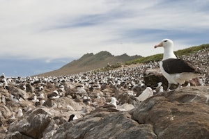 Black-Browed Albatross © Cheesemans' Ecology Safaris