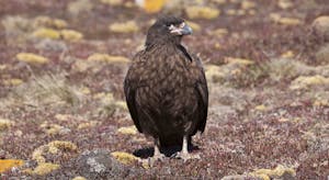 Striated Caracara photo by Cheesemans’ Ecology Safaris