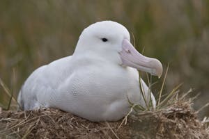 Wandering Albatross photo by Cheesemans’ Ecology Safaris