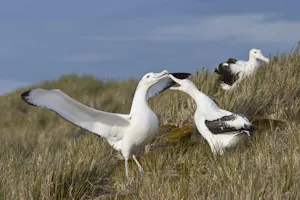 Wandering Albatross on Prion Island, South Georgia Island photo by Cheesemans’ Ecology Safaris
