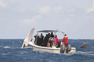 Tender boat - Turks & Caicos Explorer II photo by Cheesemans’ Ecology Safaris