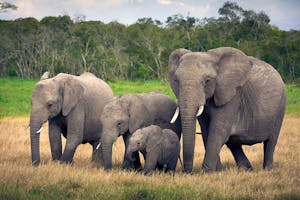 African Elephants photo by Scott Davis