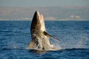 Great White Shark photo by JJ King