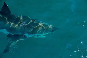 Great White Shark photo by JJ King