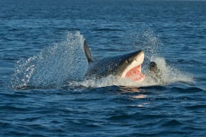 Great White Shark photo by JJ King