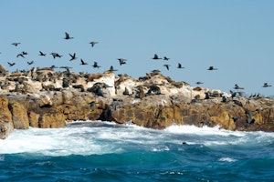 Seal Island photo by JJ King