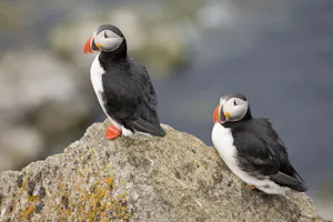 Atlantic Puffins photo by Cheesemans’ Ecology Safaris