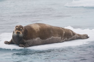 Bearded Seal photo by Cheesemans’ Ecology Safaris