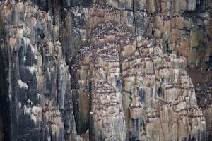 Bird nesting cliff photo by Cheesemans’ Ecology Safaris