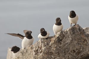 Little Auk or Dovkie photo by Cheesemans’ Ecology Safaris