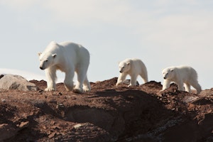 Polar Bear mother and cubs photo by Cheesemans’ Ecology Safaris