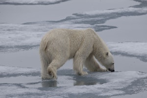 Polar Bear taken with Telephoto Lens © Cheesemans' Ecology Safaris