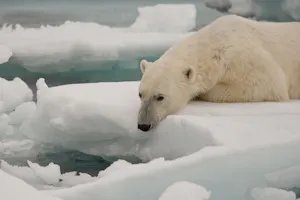 Polar Bear taken with Telephoto Lens © Cheesemans' Ecology Safaris