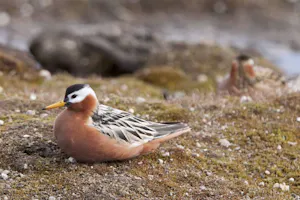 Red Phalarope photo by Cheesemans’ photo by Cheesemans’ Ecology Safaris